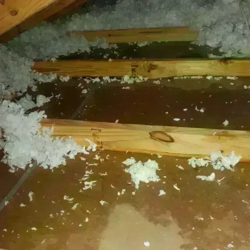 Attic Water Damage in Chicago Lawn, IL